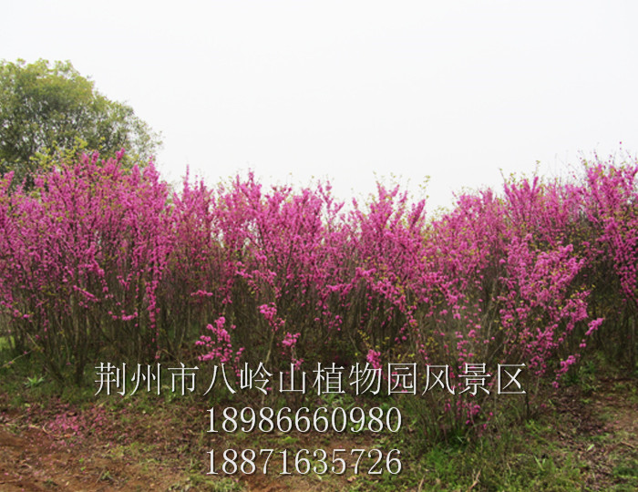 紫荆