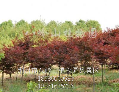 红枫
