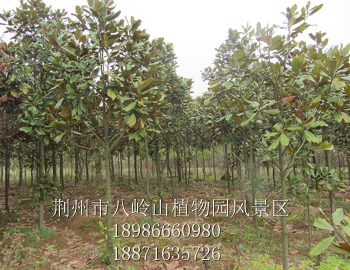 广玉兰