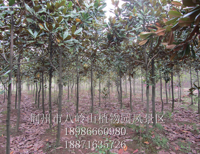 广玉兰