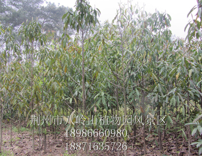 巴东木莲