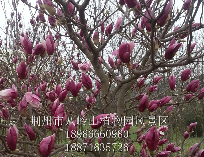 紫玉兰