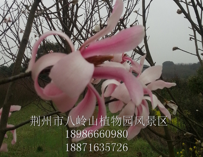 红花玉兰