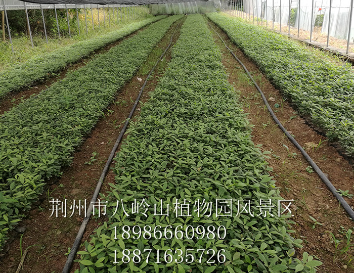 金丝楠（宜昌楠）