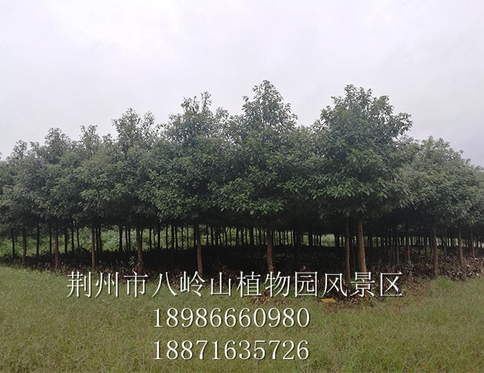 金丝楠（宜昌楠）