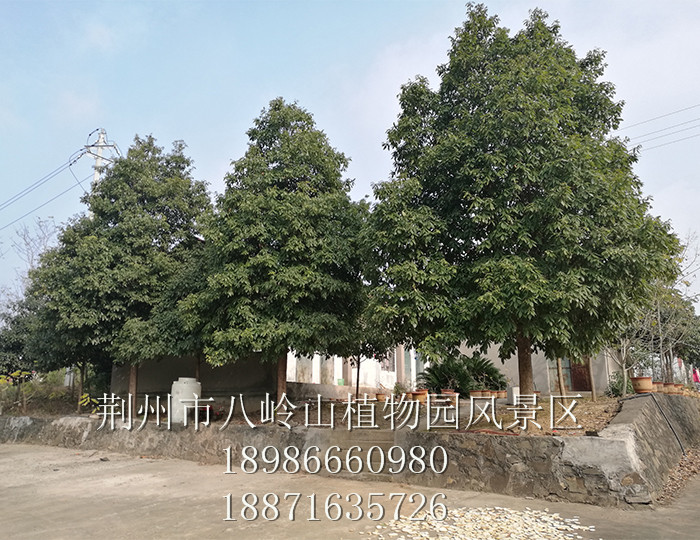 金丝楠（宜昌楠）