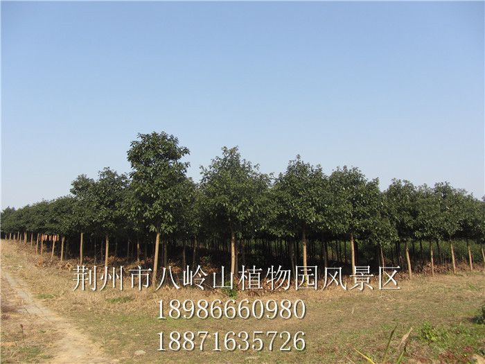 绿化树种金丝楠（宜昌楠）