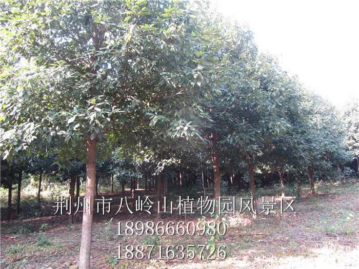 绿化树种金丝楠（宜昌楠）