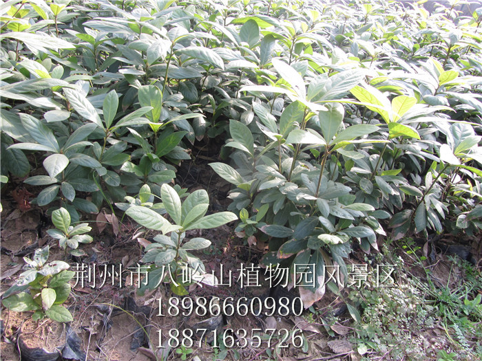 绿化树种金丝楠（宜昌楠）