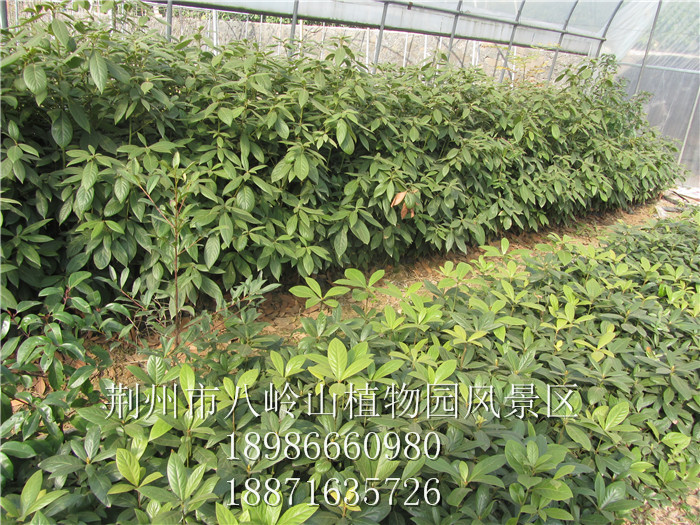 绿化树种金丝楠（宜昌楠）