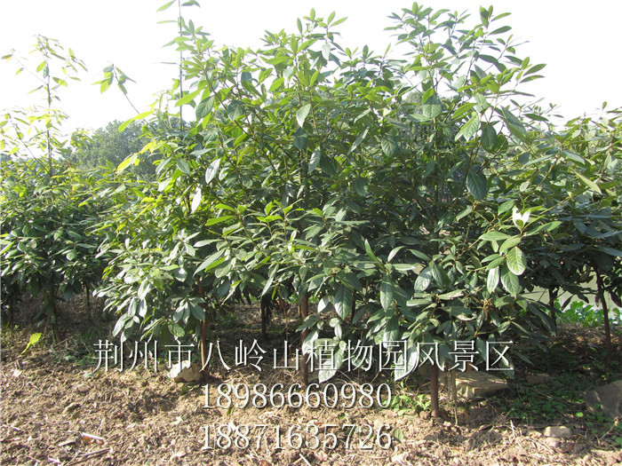 绿化树种金丝楠（宜昌楠）